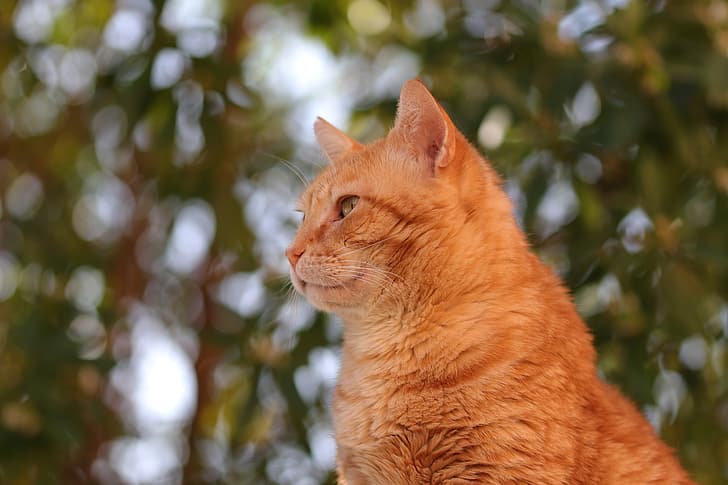 cat, portrait, profile, red, bokeh, HD wallpaper