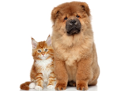 щенок коричневого чау-чау, кот, собака, пушистый, чау-чау, HD обои HD wallpaper