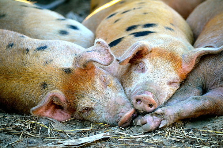Pigs, Animals, tan and black pigs, pigs, animals, HD wallpaper