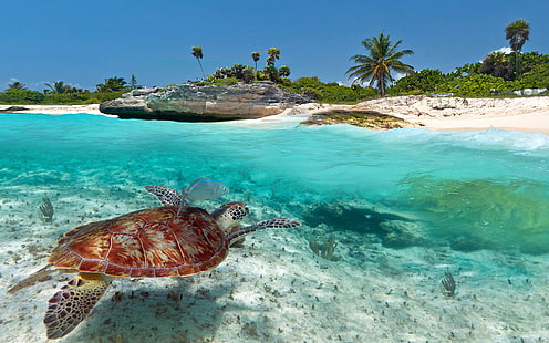 Tartarugas marinhas na praia Del Carmen Cancun México 3840 × 2400, HD papel de parede HD wallpaper