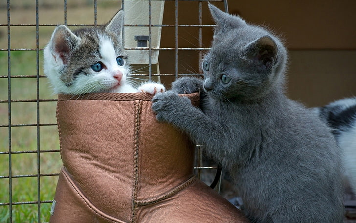 회색과 흰색과 갈색 고양이 두 마리, 고양이, 새끼 고양이, 동물, 아기 동물, HD 배경 화면