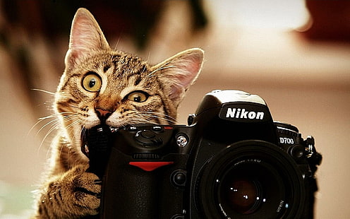 Cat Camera Gracioso, gracioso, cámara, Fondo de pantalla HD HD wallpaper