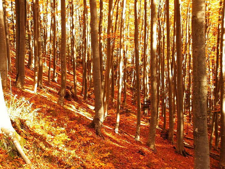 Colorfull, trees, forest, colors, autumn, 3d and abstract, HD wallpaper