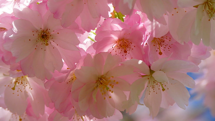 цветок, цвести, розовый, вишня в цвету, весна, лепесток, флора, ветка, крупный план, завод, макро фотография, HD обои
