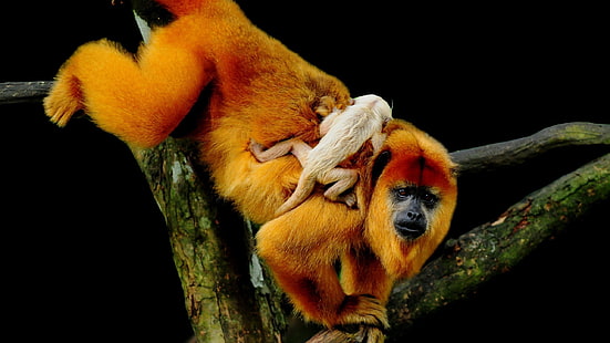 brown monkey, macaques, family, cub, trees, crawl, HD wallpaper HD wallpaper