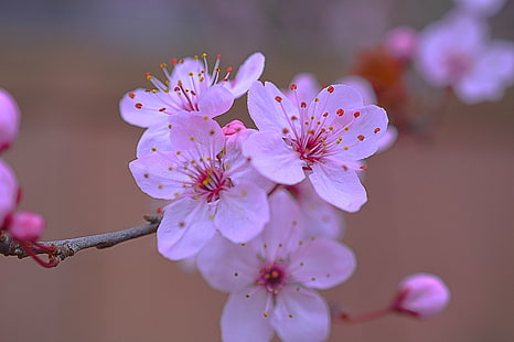 ภาพถ่ายระยะใกล้ของดอกไม้กลีบดอกสีม่วง, สีชมพู, คลัสเตอร์, ความดี, ระยะใกล้, ภาพถ่าย, สีม่วง, ดอกไม้, ดอกเชอร์รี่, เชอร์รี่สปริง, Corvallis Oregon, มีนาคม, สหรัฐอเมริกา, Corvallis, Oregon, Wife, Flower, Cherry Blossom ต้นไม้, บาน, HDR, ง่าย, Nikon D7100, เคิร์ท, โบเก้, DOF, กลางแจ้ง, กลางแจ้ง, สีพาสเทล, ระยะชัดลึก, พืช, เงียบสงบ, ธรรมชาติ, กิ่งไม้, สีชมพู, ต้นไม้, ฤดูใบไม้ผลิ, กลีบดอกไม้, ความสด, หัวดอกไม้, ดอก , ฤดูกาล, ญี่ปุ่น, วอลล์เปเปอร์ HD HD wallpaper