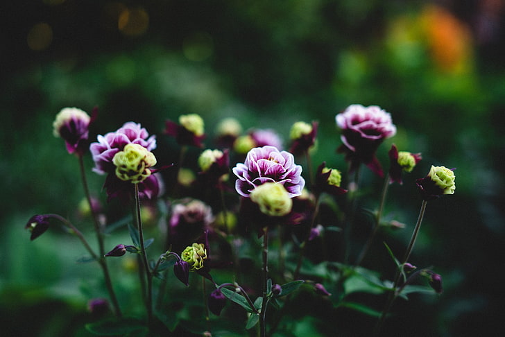 фокус снимка на розови и зелени цветя, дълбочина на полето, макро, цветя, HD тапет