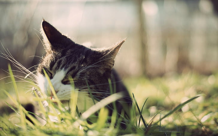 Tiere, Katze, Gras, HD-Hintergrundbild
