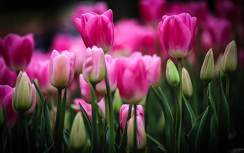Tulipanes rosados, flores, brotes, hojas, borrosas, rosa, tulipanes, flores, brotes, hojas, borrosas, Fondo de pantalla HD HD wallpaper