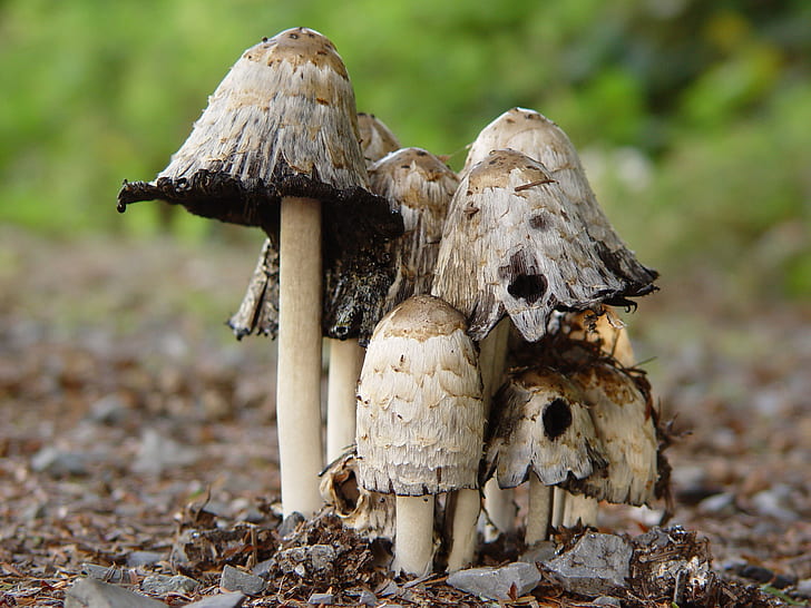 close-up photography of brown mushrooms, Magic Mushrooms, close-up photography, brown, magic  mushroom, fungus, nature, mushroom, forest, autumn, season, HD wallpaper