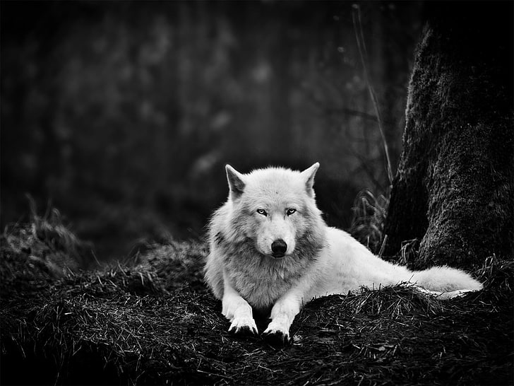 Graustufenfoto von Wolf, Graustufenfoto von Wolf, Wolf, Wald, Monochrom, Natur, Tiere, HD-Hintergrundbild
