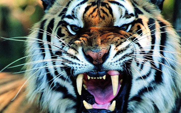 white, orange, and black tiger, tiger, animals, HD wallpaper