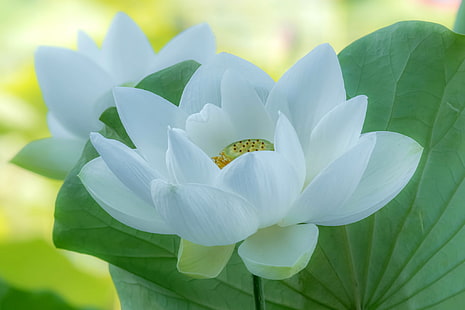 bunga petaled putih, daun, alam, kelopak, Lotus, Wallpaper HD HD wallpaper