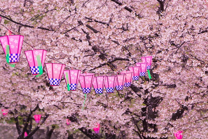 桜の写真 Hdデスクトップの壁紙 Wallpaperbetter