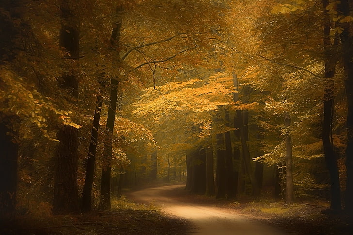 brown leafed forest trees painting, photography, nature, landscape, forest, road, fall, yellow, trees, Netherlands, HD wallpaper