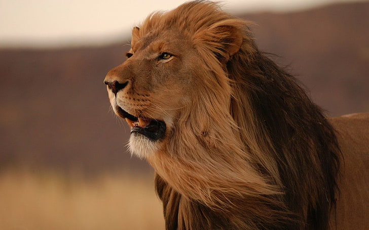 leão marrom, leão, juba, vento, sorriso, gato grande, predador, HD papel de parede