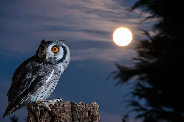 Night Bird Owl, white and grey owl, owl, moon, Night, Bird, HD wallpaper