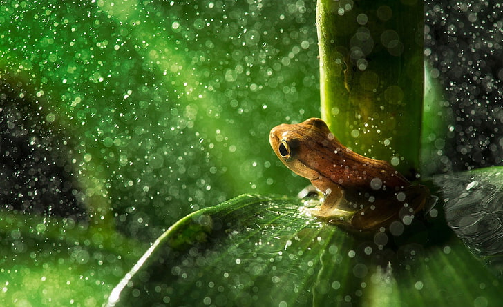 Waldfrosch Regen, braune Kröte, Tiere, Reptilien und Frösche, HD-Hintergrundbild