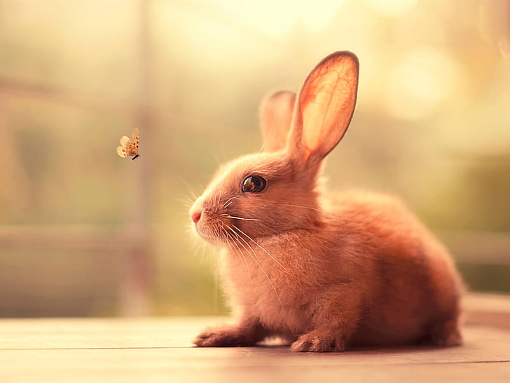 กระต่ายและผีเสื้อกระต่ายผีเสื้อ, วอลล์เปเปอร์ HD