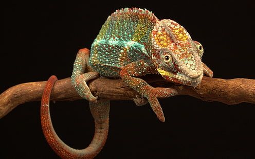 Reptilien, Chamäleon, Eidechse, HD-Hintergrundbild HD wallpaper
