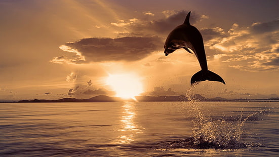Delfín, Fondo de pantalla HD HD wallpaper