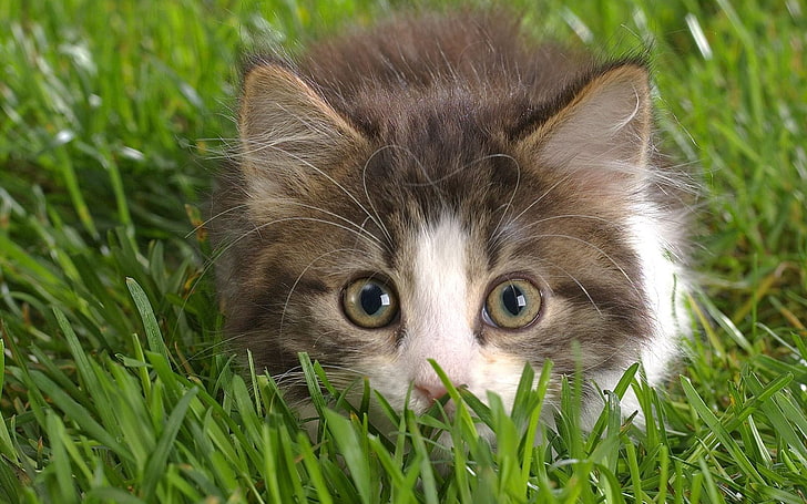 weißes und graues Kalikokätzchen, Katze, Gras, lauern, Schnauze, buschig, HD-Hintergrundbild