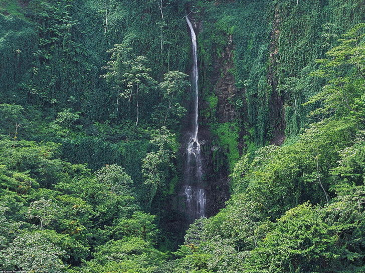 waterfall, nature, trees, wilderness, HD wallpaper
