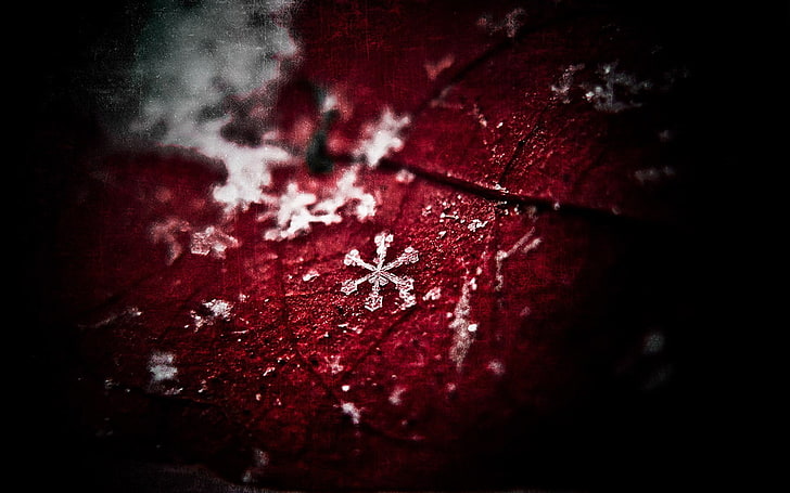 ใบไม้, น้ำค้างแข็ง, หิมะ, พืช, สีแดง, มาโคร, วอลล์เปเปอร์ HD