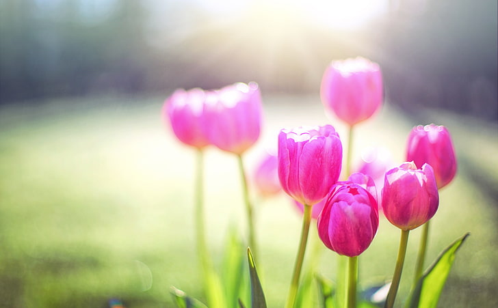 Spring Tulips, Sunshine, selective focus photography of pink tulip flowers, Seasons, Spring, Nature, Tulips, Pink, Flowers, Sunshine, Morning, Outdoor, Blooming, Season, Springtime, HD wallpaper