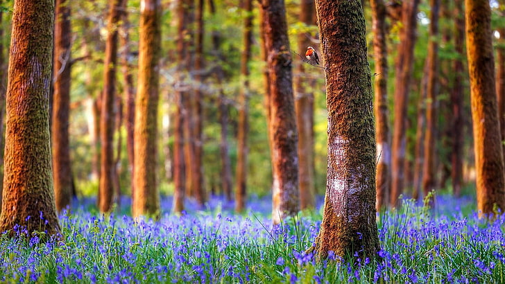 голубые цветы, Великобритания, Англия, колокольчики Вудс, колокольчики, колокольчик, лесные колокольчики, поле цветов, солнечный свет, цветочный ковер, лесистая местность, ствол, дерево, весна, полевой цветок, птица, растительность, лес, леса, природа, HD обои