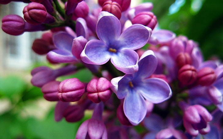 flowers, nature, lilac, purple flowers, HD wallpaper
