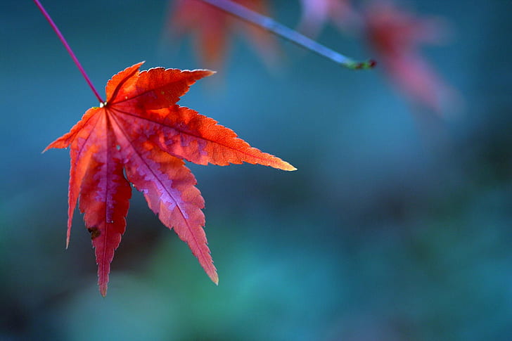 red leaf macro photography, red leaf, macro photography, bokeh, lexington  kentucky, arboretum, maple, wow, fall, autumn, top, beautiful, f25, f50, leaf, nature, season, tree, red, yellow, forest, maple Tree, october, orange Color, outdoors, multi Colored, vibrant Color, HD wallpaper