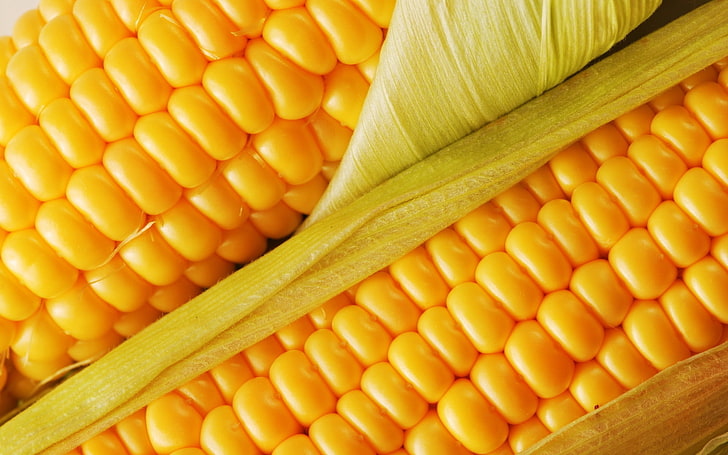 two orange corn cobs, corn, delicious, cob, HD wallpaper