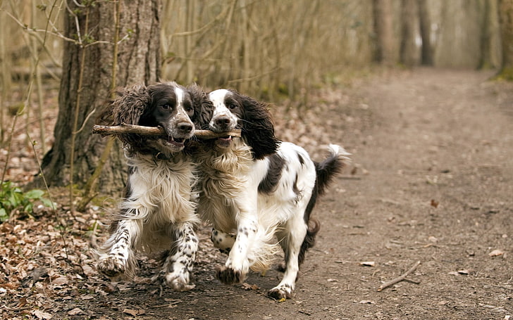 two white-and-black English springer spaniels, dog, couple, stick, playful, HD wallpaper