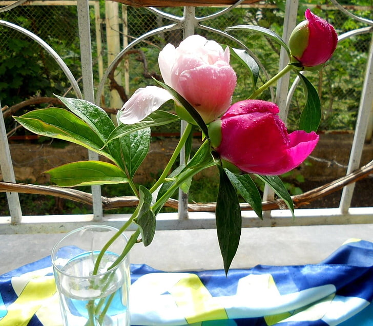 pink peony flowers, peonies, flowers, three, vase, HD wallpaper
