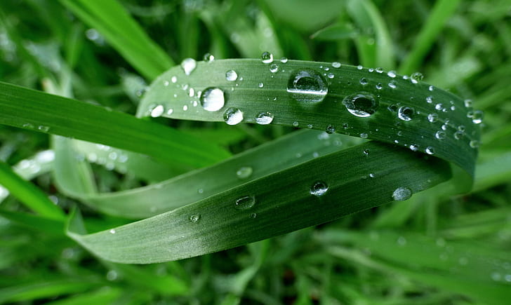 shallow focus of green grasses with rain drops, Grün, shallow focus, green, grasses, rain, drops, Halme, nature, leaf, green Color, dew, close-up, drop, plant, macro, raindrop, wet, freshness, HD wallpaper