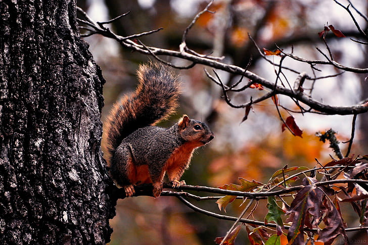 Scoiattolo sul ramo, ramo, scoiattolo, animali, Sfondo HD