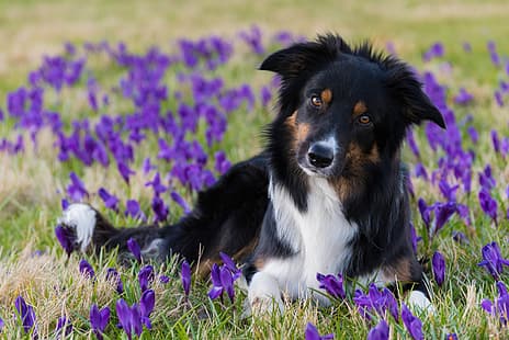 взгляд, цветы, собака, весна, крокусы, бордер-колли, HD обои HD wallpaper