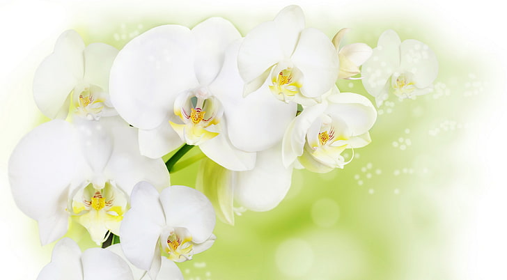 белые орхидеи, цветы, фон, белая орхидея, HD обои