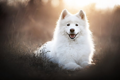 Hunde, Samojede, Hund, Haustier, HD-Hintergrundbild HD wallpaper