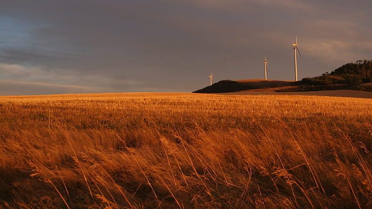 поле травы с видом на ветряные мельницы под голубым небом, Альберта, ветряная электростанция, электрический, ветрогенератор, трава, ветряные мельницы, голубое небо, Канада, пшеница, энергия ветра, возобновляемая энергия, канадские прерии, падение, электричество, ветряная мельница, турбина, ветряная турбина,производство энергии и топлива, природа, окружающая среда, генератор, энергия, ветер, технология, энергия ветра, пейзаж, альтернативная энергия, промышленность, мощность, пропеллер, небо, закат, поле, охрана окружающей среды, сельская сцена, источник питания, поворот, HD обои