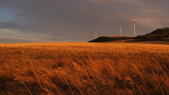campo de césped con vistas a molinos de viento bajo un cielo azul, Alberta, parque eólico, eléctrico, generador de viento, hierba, molinos de viento, cielo azul, canadá, trigo, energía eólica, energías renovables, praderas canadienses, otoño, electricidad, molino de viento, turbina, turbina eólica,combustible y generación de energía, naturaleza, medio ambiente, generador, energía, viento, tecnología, energía eólica, paisaje, energía alternativa, industria, energía, hélice, cielo, puesta de sol, campo, conservación del medio ambiente, escena rural, fuente de alimentación, torneado, Fondo de pantalla HD HD wallpaper