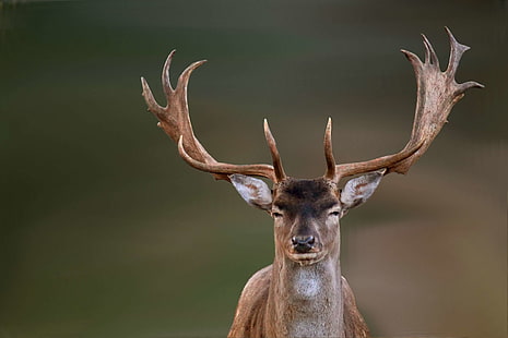 fallow deer, hirsch, nature, wild, HD wallpaper HD wallpaper