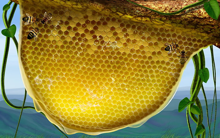 пчелна пита и пчела, листа, пчели, мед, HD тапет