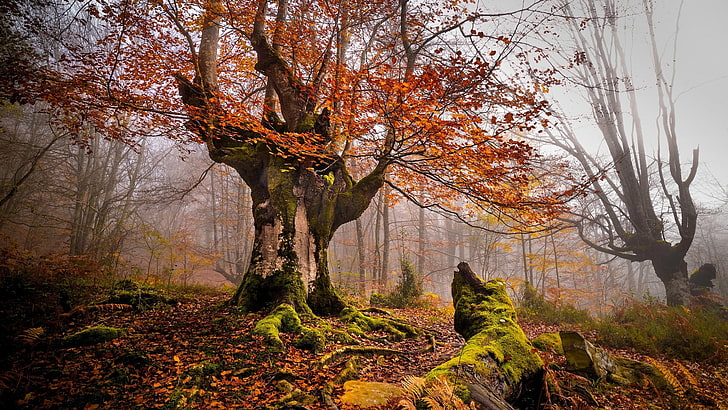 коричневое лиственное дерево, природа, пейзаж, деревья, лес, мох, туман, осень, листья, HD обои