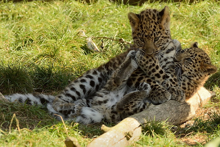 cheetah dan cub, cubs, leopard, kucing, game, Wallpaper HD