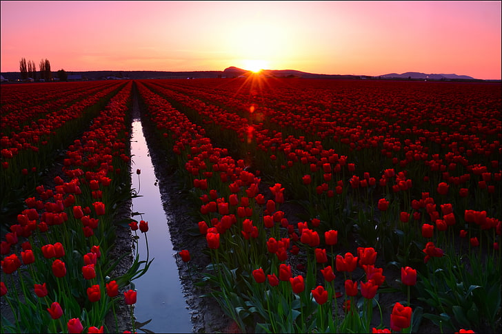 8k, tourism, Tulip Fields, Skagit Valley, Washington, USA, travel, 5k, flowers, 4k, Sunset, HD wallpaper