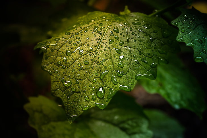 green leaf, closeup photography of green leaf with droplets of water, sheet, water, dew, plants, green, nature, leaves, HD wallpaper