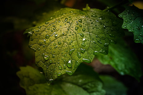 green leaf, closeup photography of green leaf with droplets of water, sheet, water, dew, plants, green, nature, leaves, HD wallpaper HD wallpaper