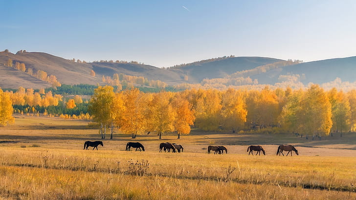 Autumn, horses, trees, grass, yellow, hill, Autumn, Horses, Trees, Grass, Yellow, Hill, HD wallpaper